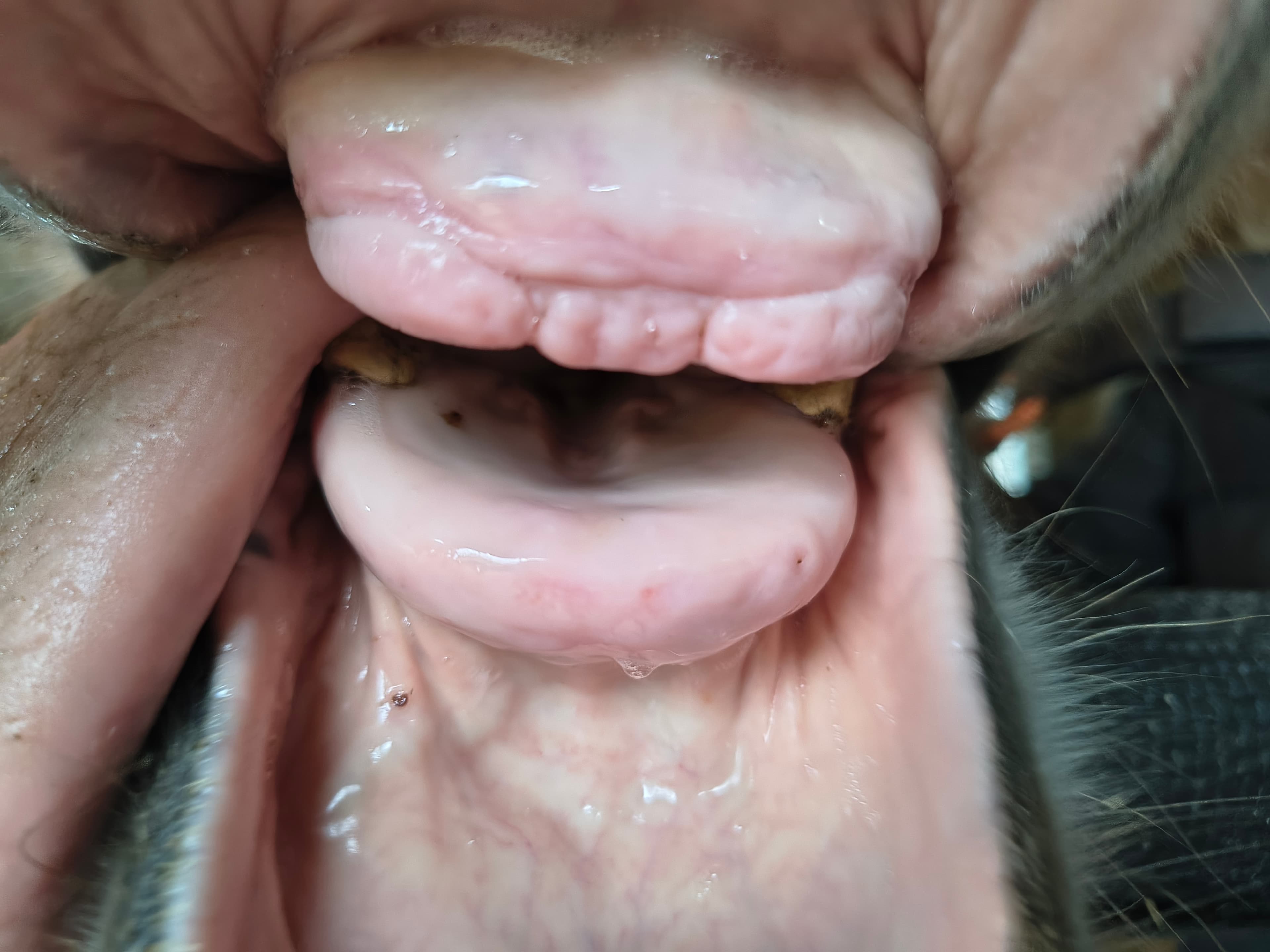 Healthy soft tissue with NODent