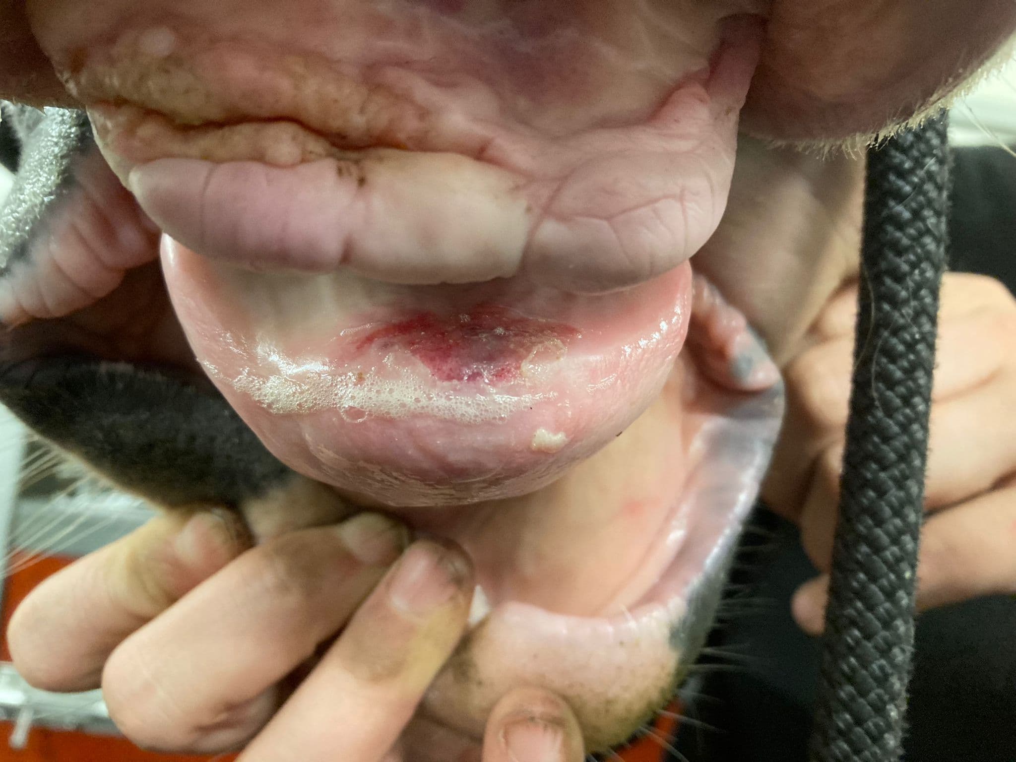 Horse without incisors — soft tissue damage